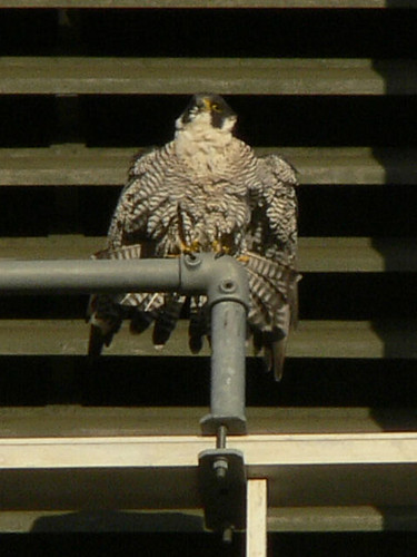 Tom, fluffed up and droopy wings, not looking quite so majestic anymore...