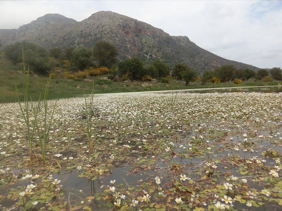 صور نادرة للطبيعة الجزائرية - صفحة 9 27025803631_c8f1c258ee_b