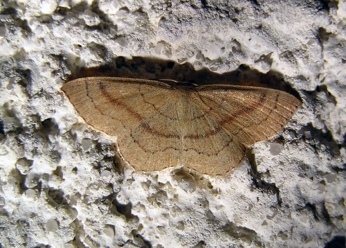 Cyclophora linearia - L'Ephyre trilignée - Clay Triple-lines - 11/08/12