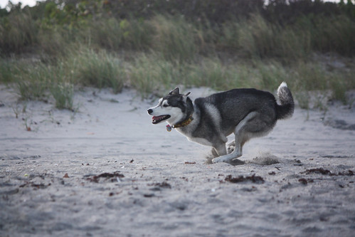 Florida Huskies and the NEW addition 9/5/13 - Page 5 7082380549_d89882a9ff