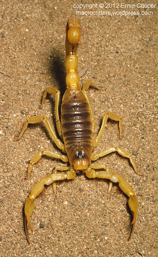 unidentified scorpion © Ernie Cooper sm
