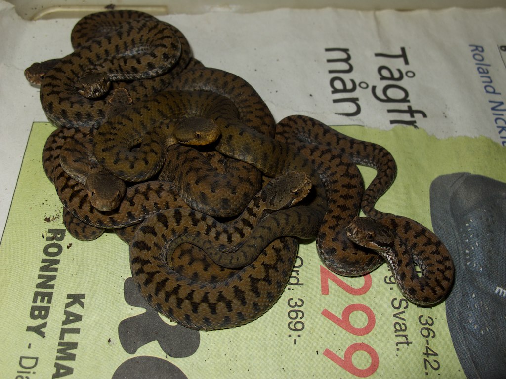 Vipera sp. born 2012 7588245000_f84829107f_b