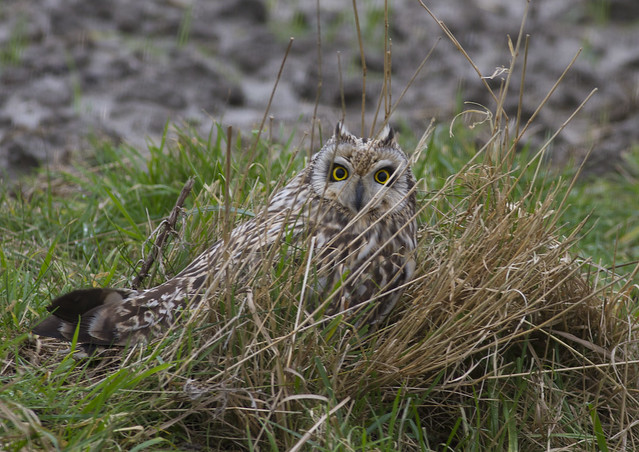 Vogelwaarnemingen buiten de KM - Pagina 18 6680687849_a4104ce759_z