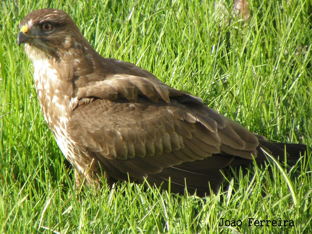 Águia- d´asa-Redonda (Buteo buteo)