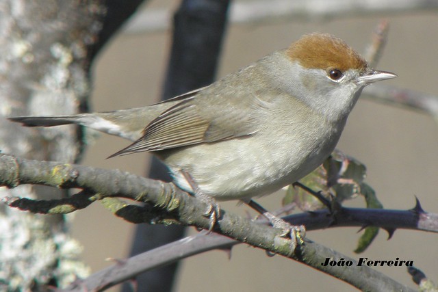 Toutinegra-de-Barrete (Sylvia atricapilla)      