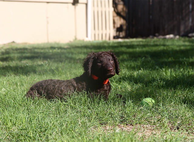 Kodrasti prinašalec [ Curly - coated Retriever ] 6423033219_b26c328e7f_z