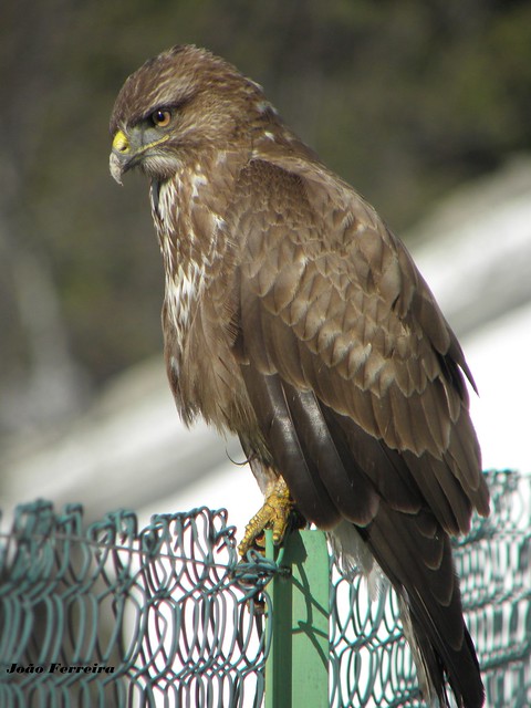 Águia-de-Asa-Redonda (Buteo buteo)