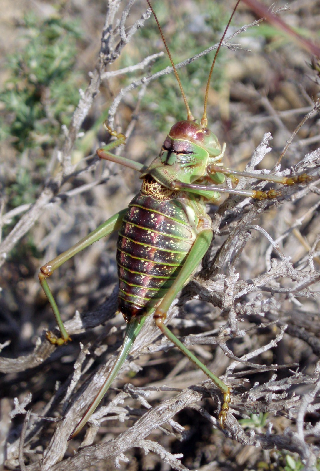 Ephippigerida pantingana 6766622047_7c47550d6a_o