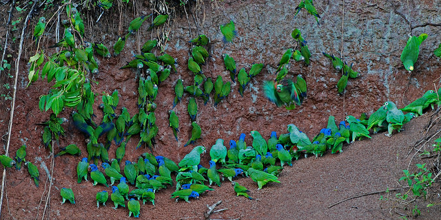 Una selva poblada de criaturas “extrañas” en Ecuador 6597573093_e287957edd_z