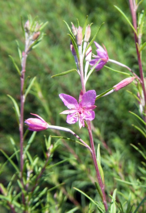 Epilobium dodonaei 6734974879_e8a0338400_o