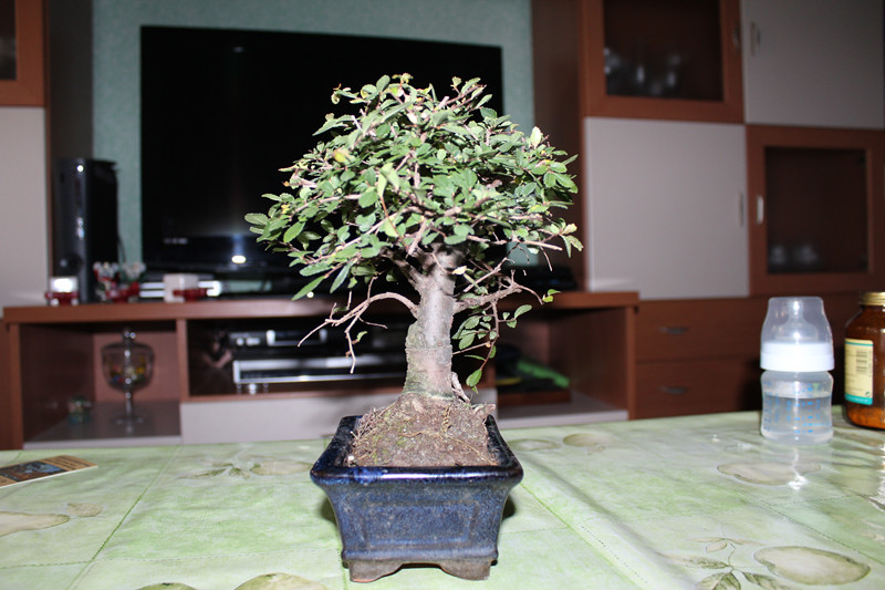 Zelkova 6594430985_fc85fe67bf_b