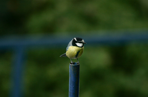 Vos photos diverses:faune, flore et autres ... - Page 2 6545097399_bc40a8da15_d