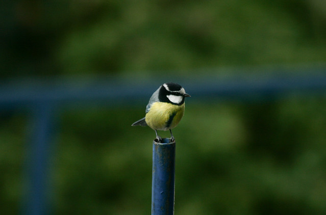 Vos photos diverses:faune, flore et autres ... - Page 2 6545097399_bc40a8da15_z