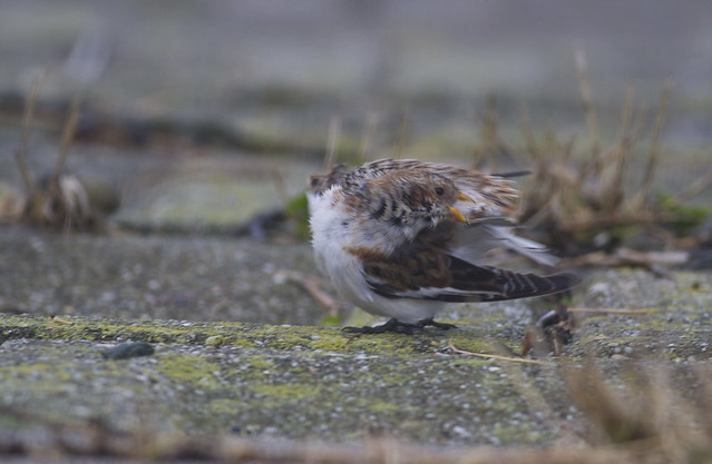 Vogelwaarnemingen buiten de KM - Pagina 18 6680705329_5fe158e40c_z