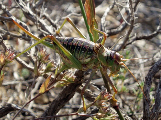 Ephippigerida pantingana 6766622043_3a7d8d4acb_o