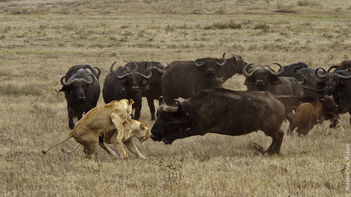 Ngorogoro Crater - The Hunt