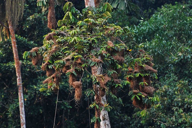 Una selva poblada de criaturas “extrañas” en Ecuador 6817487905_b015fedde5_z