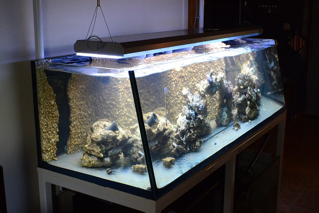 Luc's shallowreef tank 6672373401_be28d79e88_z