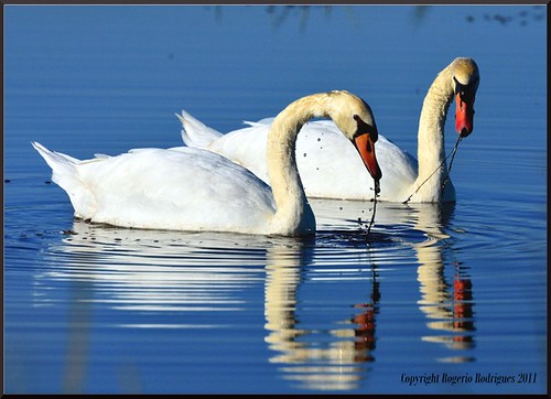 Cygnus olor ( Mute Swan ) Cisne Mudo 