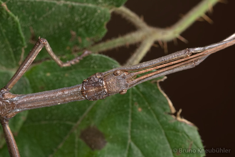 Xenophasmina sp. "Chiang Mai" - masters of camouflage 7067579819_569684f77d_b