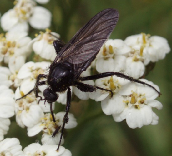 Empis ciliata 6787994034_6381dffaba_o