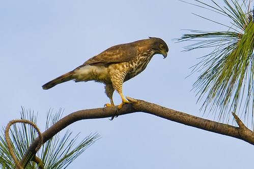 Crested Goshawk  เหยี่ยวนกเขาหงอน 6968585267_7d1bf3903c