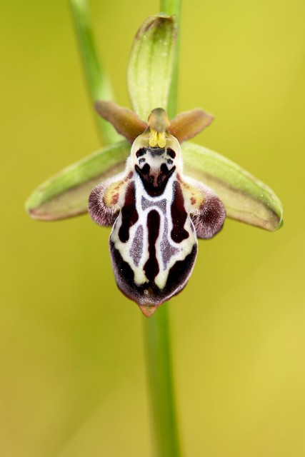 Ophrys ariadnae (Ophrys d'Ariane) 6840484174_dd5f06a85c_z