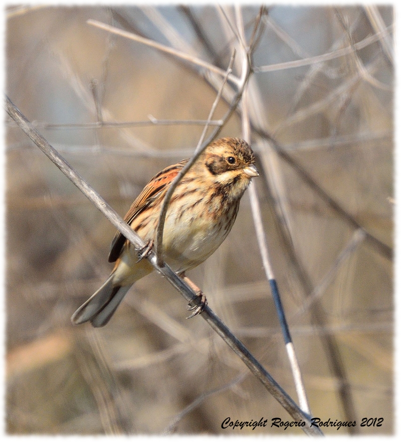 Emberiza schoeniclus ( Reed Bunting )Escrevedeira-dos caniços