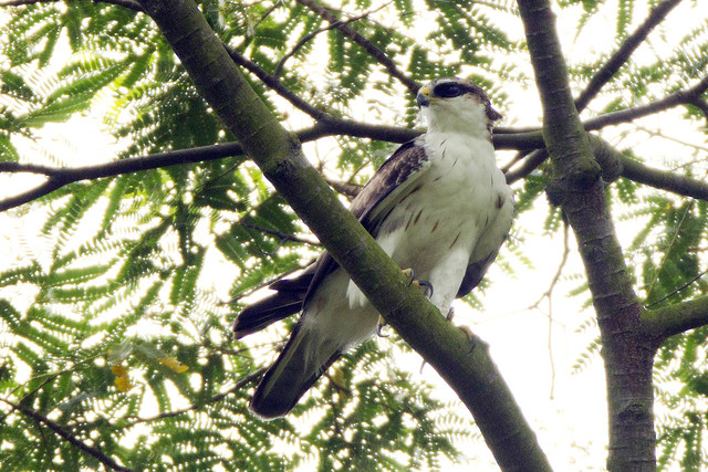 เหยี่ยวท้องแดง  Rufous-bellied Eagle  6984276311_3daf8a02ac_z