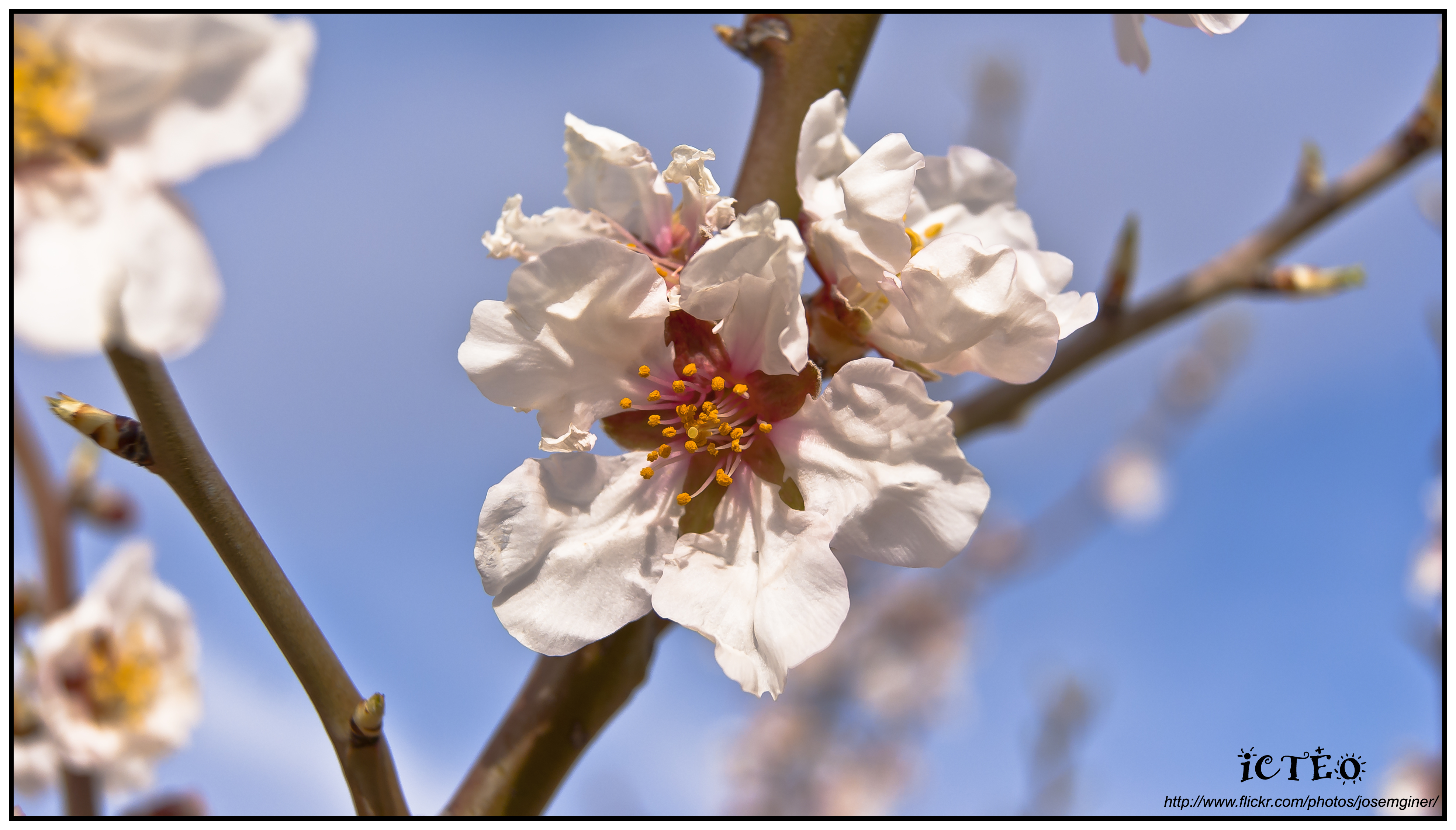 Flor de los últimos Almendros 6812239254_71caf8df0e_o