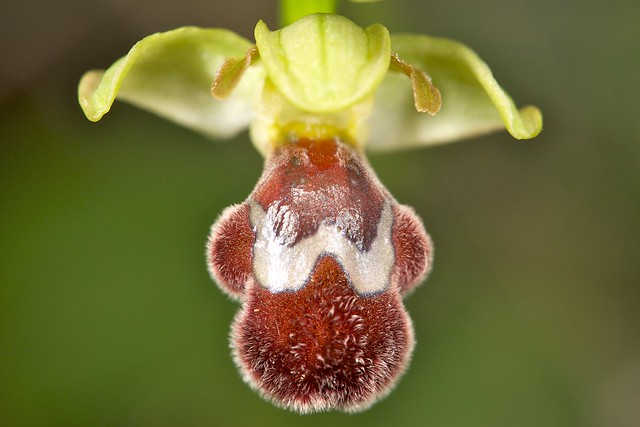 Ophrys omegaifera 6836353690_37cdc9a389_z