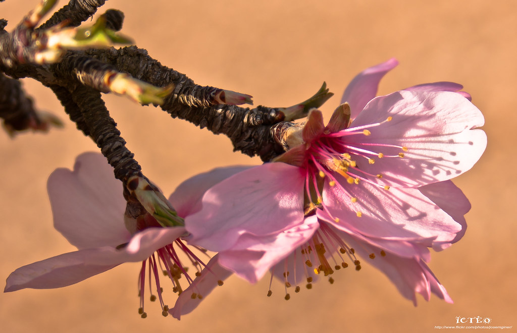 Primeros Almendros en flor 6816607822_dc46e4934f_b