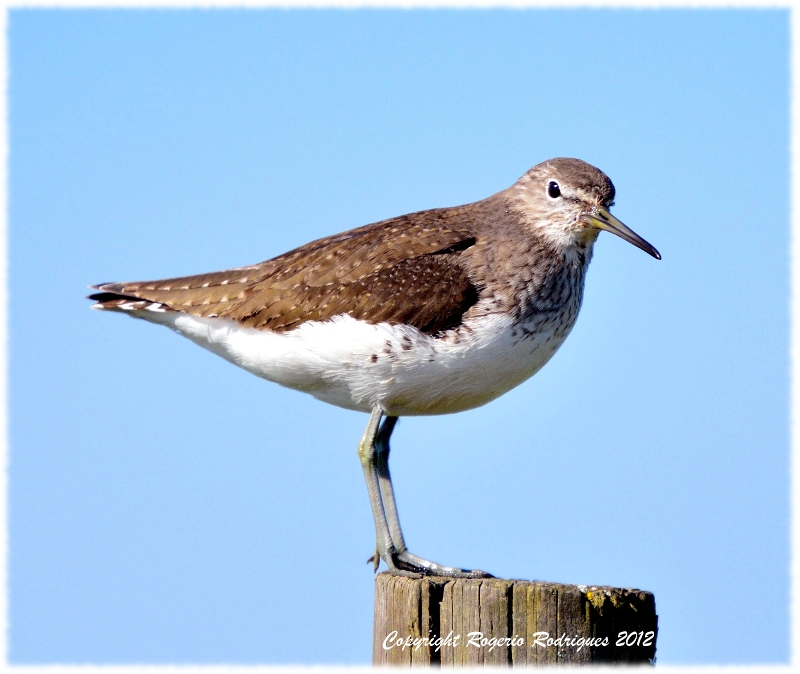 Tringa ochropus (Green Sandpiper )Maçarico Bique Bique 