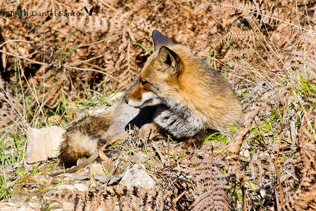 Vulpes vulpes