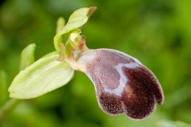 Ophrys basilissa 6836319058_5aae3ccf47_z