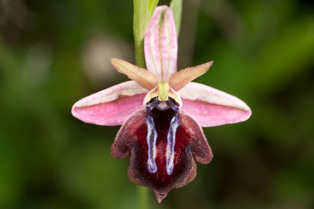 Ophrys spruneri 6844478938_54292216ba_z