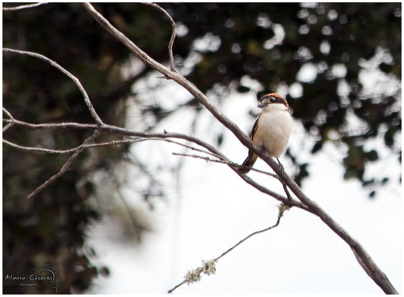 Pajarillo