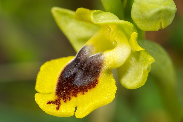 Ophrys sicula (Ophrys de Sicile) 6865501836_4b0b1bfb53_z