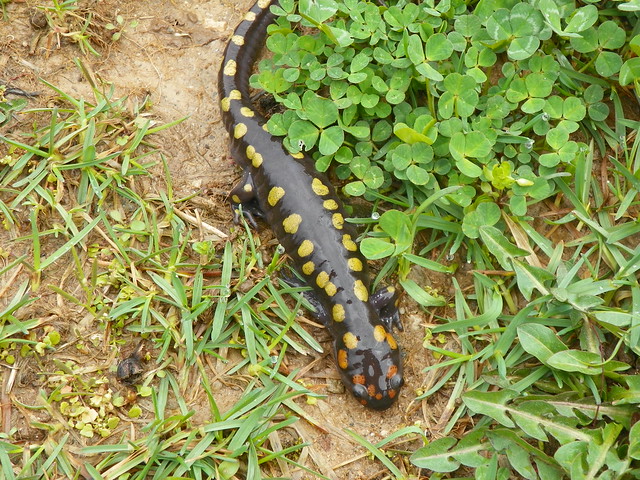 Spotted Salamander Pics 6844154202_17355245b6_z