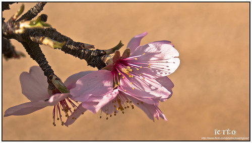 Primeros Almendros en flor 6958334295_6c8739bb36