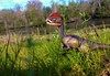 Dinosaurus per merk. 6864236759_b534ae891b_t