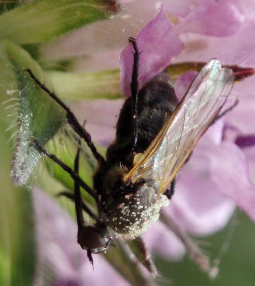 Empis pennipes 6787994194_581b019004_o