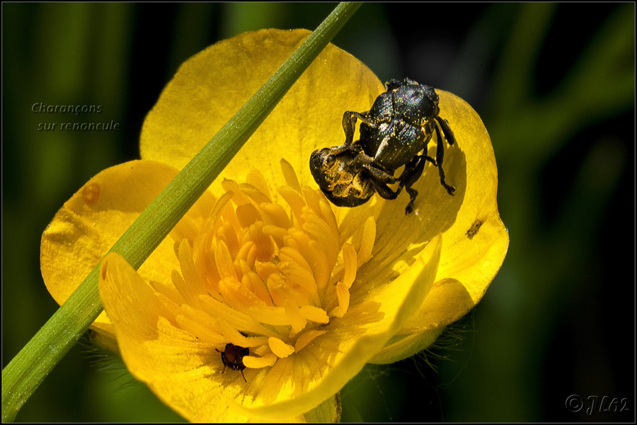 "Les fleurs du mle" 7228028182_ba258ec58d_o