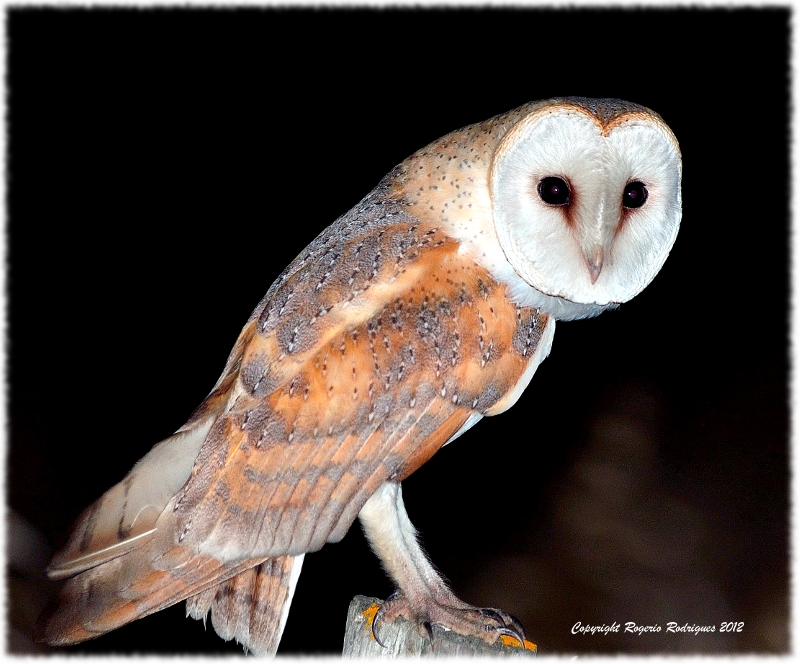 Tyto alba (Barn Owl ) Coruja das Torres 