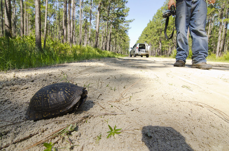 A week and a half of solid Florida herping...  7233452386_465183949b_c