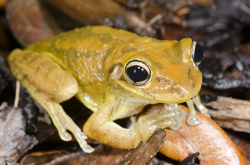 A week and a half of solid Florida herping...  7233440138_b58c82bbbb_c