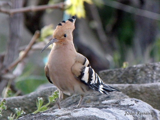 Poupa (Upupa epops)