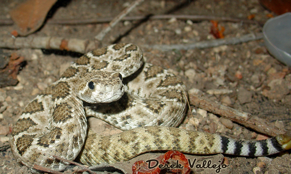 [Crotalus Atrox] - Introductory portrait 7200078670_32824cb4cc_b