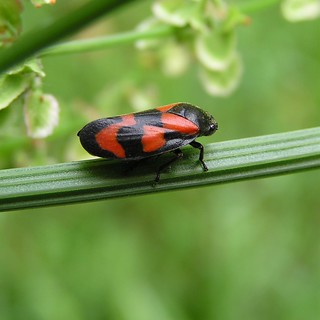 Cercopis vulnerata - Cercope sanguin ou Cercope sanguinolent -  28/05/12