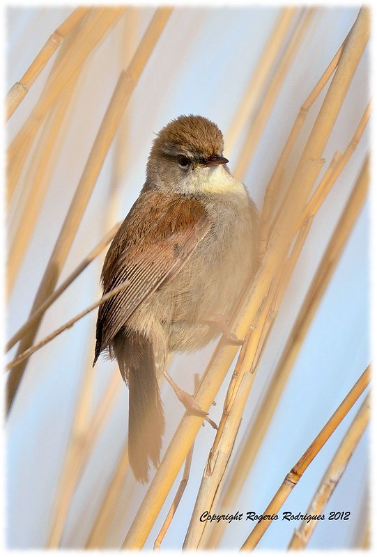 Cettia cetti( Cetti's warbler )Rouxinol Bravo